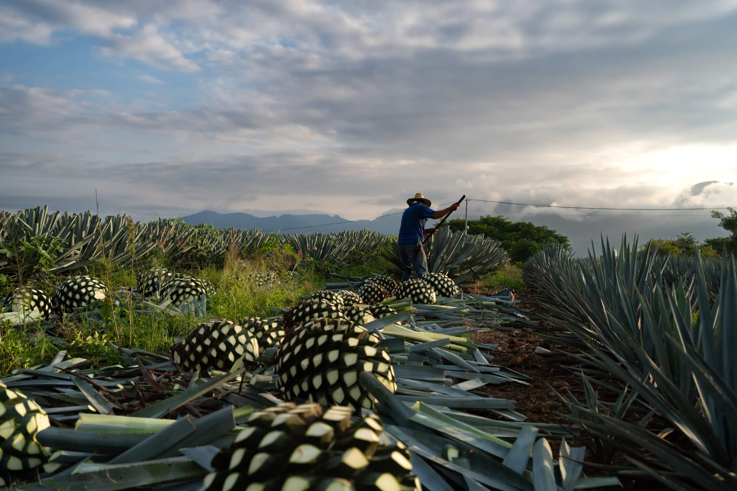 Tequila and Mezcal
